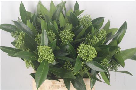 <h4>Skimmia Kew Green Bunch</h4>