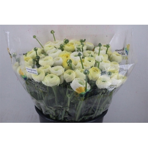 Ran Cloni Ex Commedia