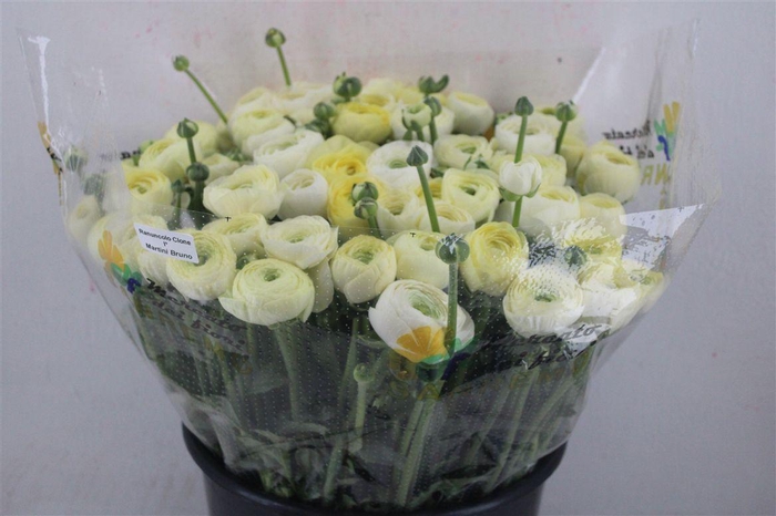 <h4>Ran Cloni Ex Commedia</h4>