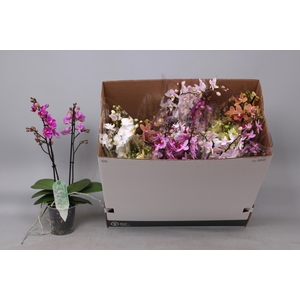 PHAL MF GEM 8 KL