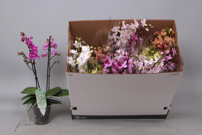 <h4>PHAL MF GEM 8 KL</h4>