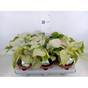 Syngonium   ...