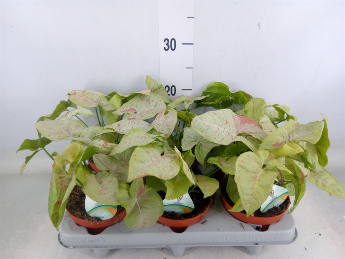 <h4>Syngonium   ...</h4>