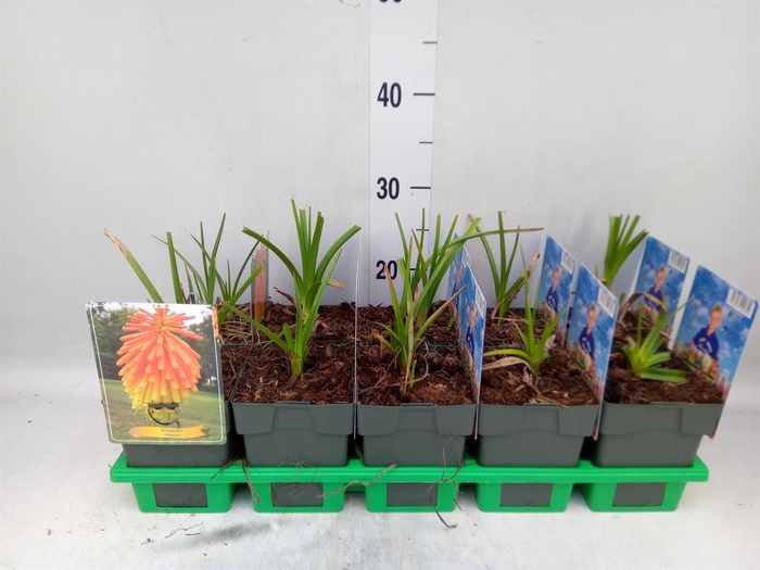 <h4>Kniphofia uvaria</h4>