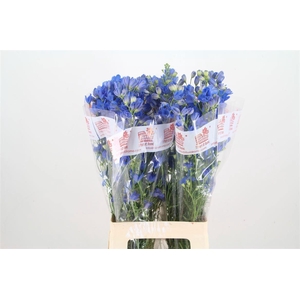 DELPH EN FASHION BLU