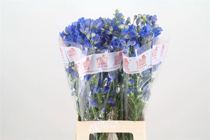 <h4>DELPH EN FASHION BLU</h4>