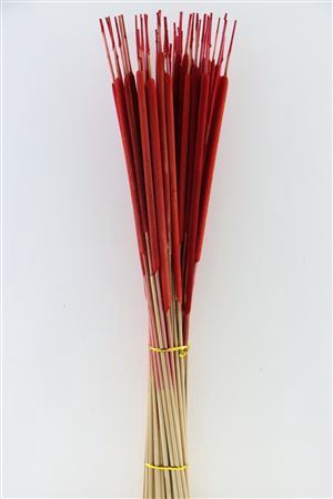 Dried Typha Red 50pcs Bunch