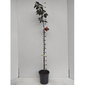 Fruitbomen en -heesters ov