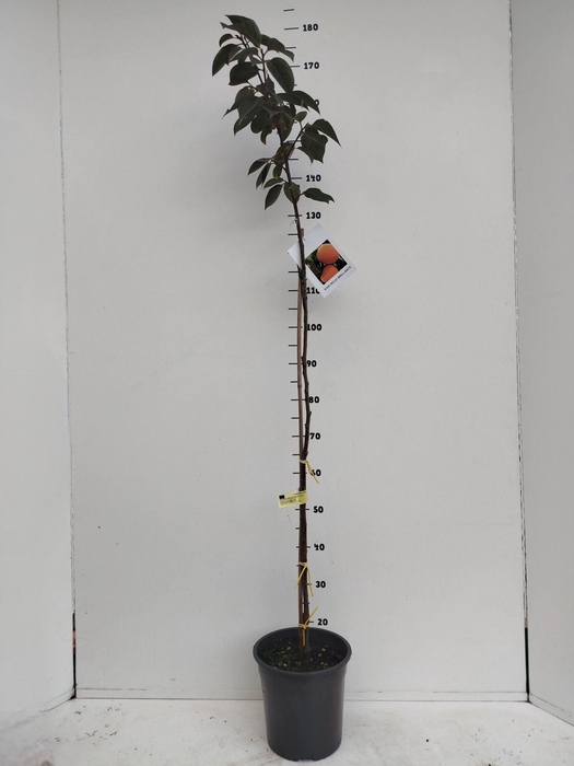 <h4>Fruitbomen en -heesters ov</h4>