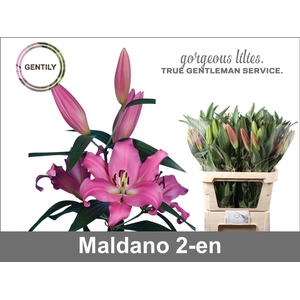 LI OT MALDANO