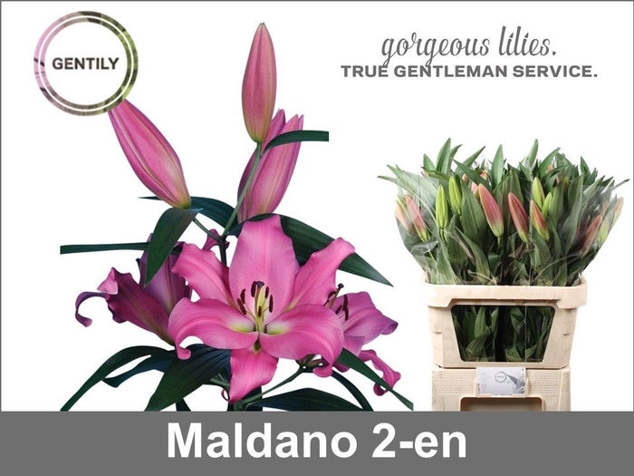 <h4>LI OT MALDANO</h4>