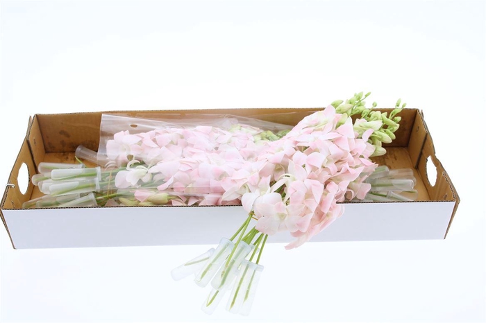 <h4>Dendro Cristina X40</h4>