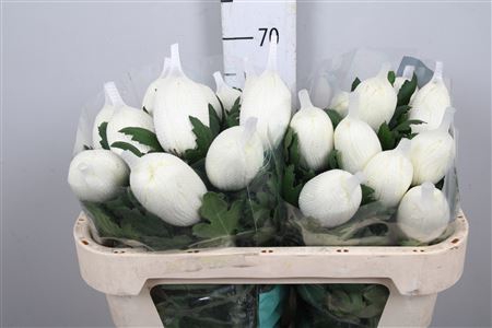 <h4>Chr G Vienna White</h4>