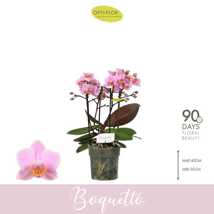 <h4>PHAL OPTI BOQUETTO ROMANTICO 3-5 SPIKE</h4>