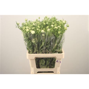 Ran N Moderna Galaxy