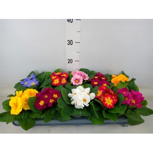Primula ac. 'Paradiso Mid-E'  ..mix