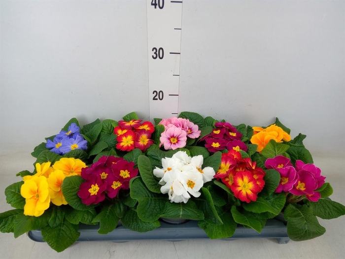 <h4>Primula ac. 'Paradiso Mid-E'  ..mix</h4>