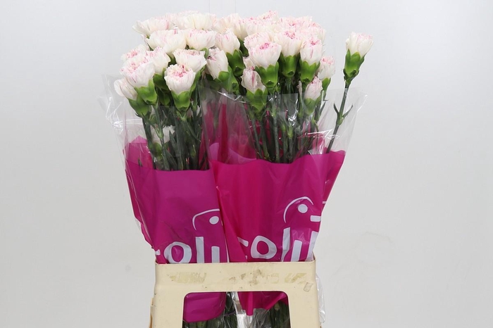 Dianthus St Yukari Cherry