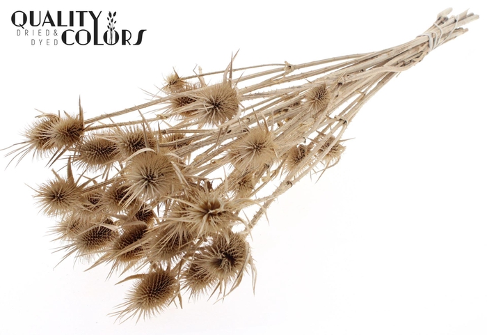 <h4>Droogbloemen   ...bewerkt H%</h4>