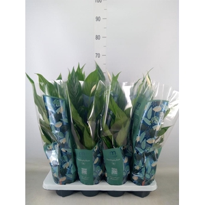 Spathiphyllum  'Sweet Chico'