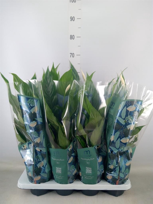 <h4>Spathiphyllum  'Sweet Chico'</h4>