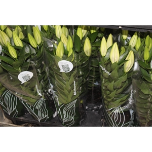 LIRIO AFTER EIGHT P16