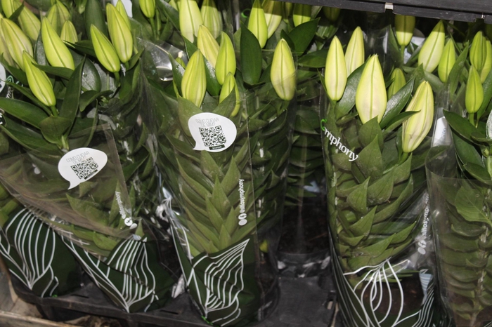 <h4>LIRIO AFTER EIGHT P16</h4>