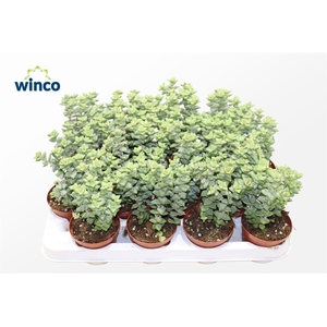 Crassula Perfoliata XL