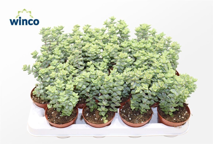 <h4>Crassula Perfoliata XL</h4>
