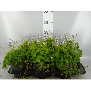 Viola hederacea