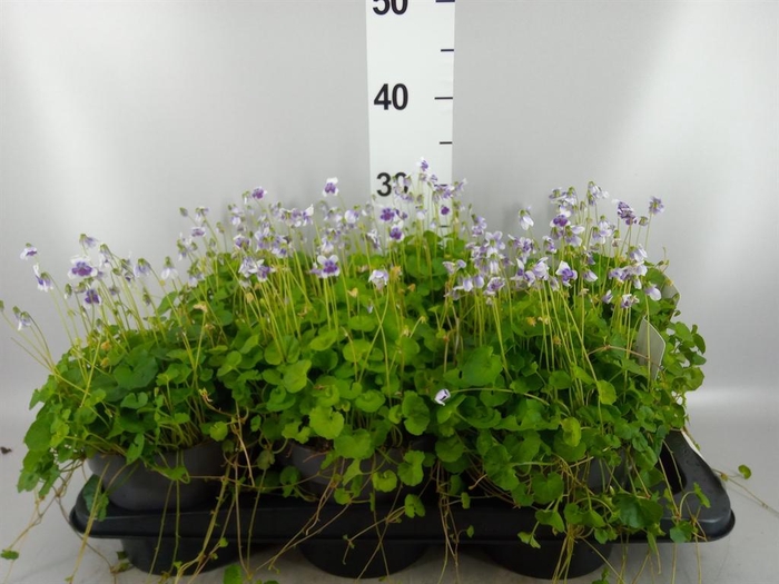 <h4>Viola hederacea</h4>