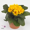 Vriesea Multiflower Astrid