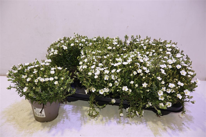 <h4>Aren Montana</h4>