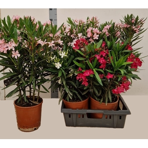 NERI OLEANDER