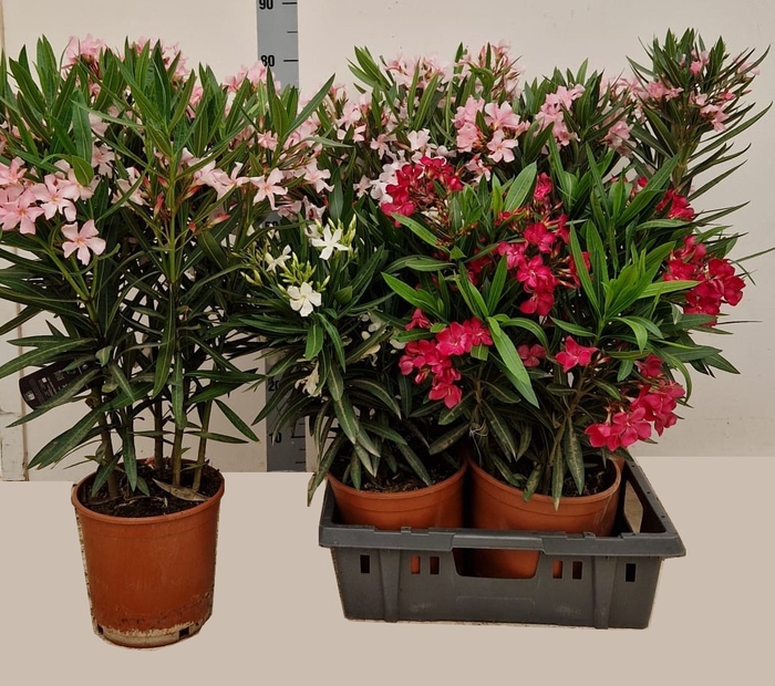 <h4>NERI OLEANDER</h4>