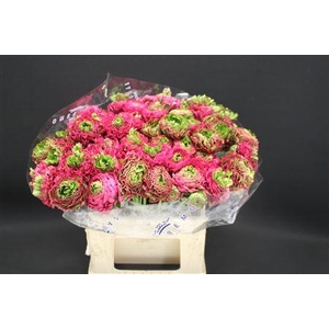 Cl Pon-pon Fanny 566