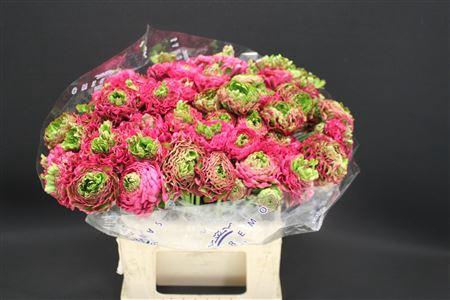 <h4>Cl Pon-pon Fanny 566</h4>