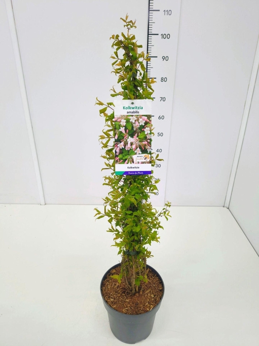 <h4>Kolkwitzia</h4>