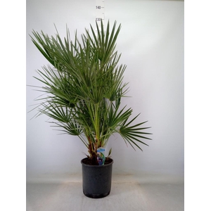 Chamaerops humilis
