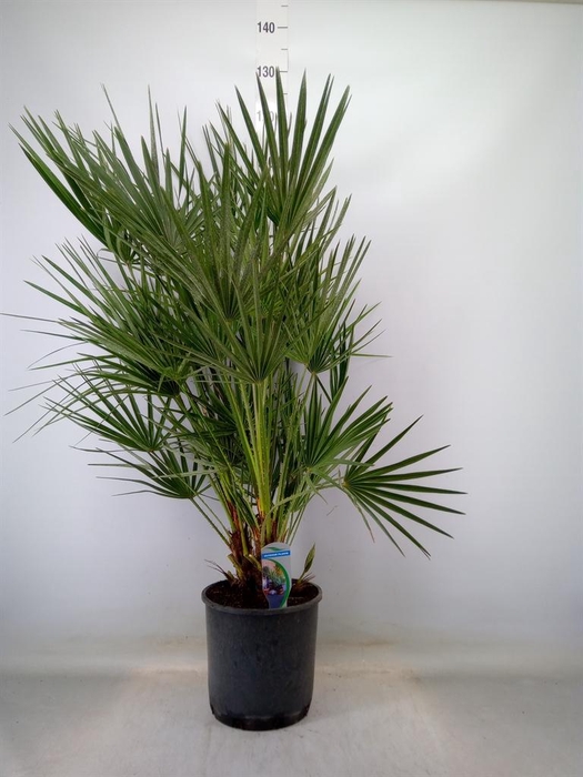 <h4>Chamaerops humilis</h4>