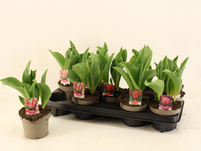 <h4>TUL GEM 3 KLEUREN</h4>