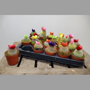 Cactus Versierd