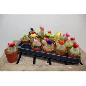 Cactus Versierd