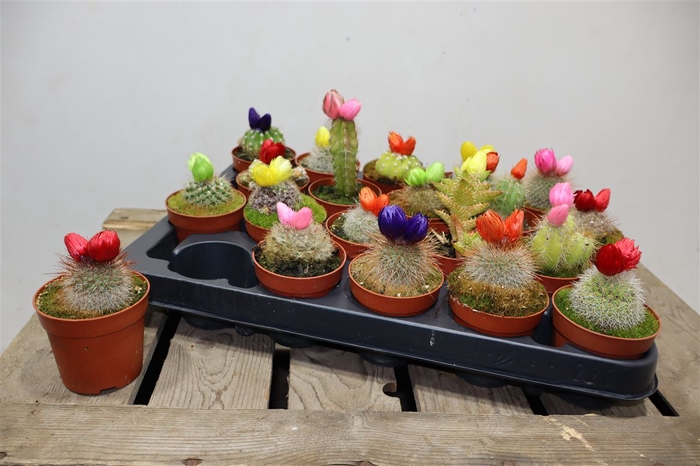 <h4>Cactus Versierd</h4>