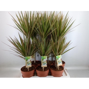 Dracaena marg. 'Bicolor'