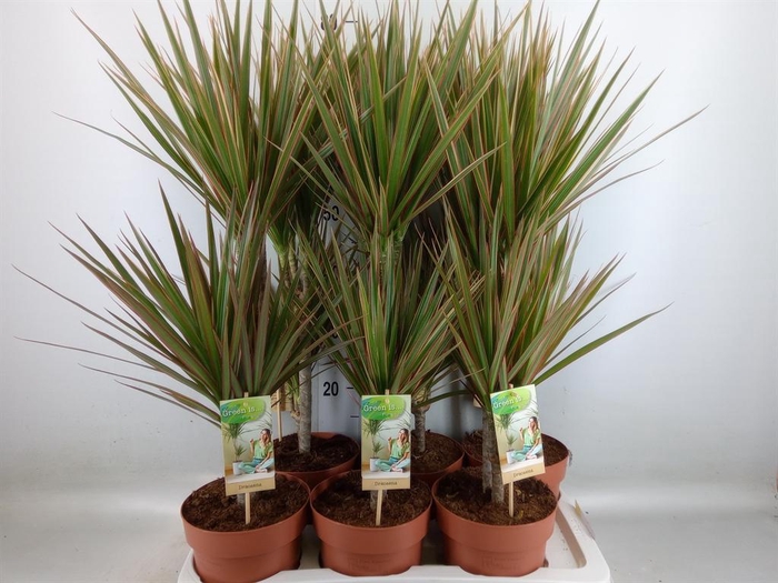<h4>Dracaena marg. 'Bicolor'</h4>