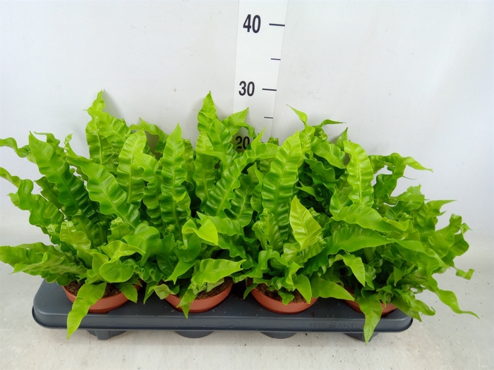 <h4>Asplenium nidus 'Crispy Wave'</h4>