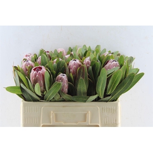 Protea Pink Ice