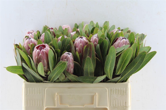 <h4>Protea Pink Ice</h4>