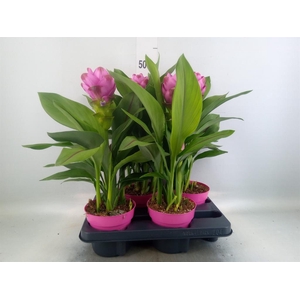 Curcuma alism. 'Siam Sanna'